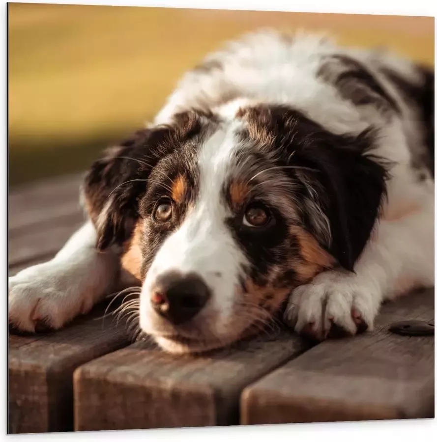 Dibond Liggende Zwart met Witte Hond op Houten Picknicktafel 100x100 cm Foto op Aluminium (Met Ophangsysteem)