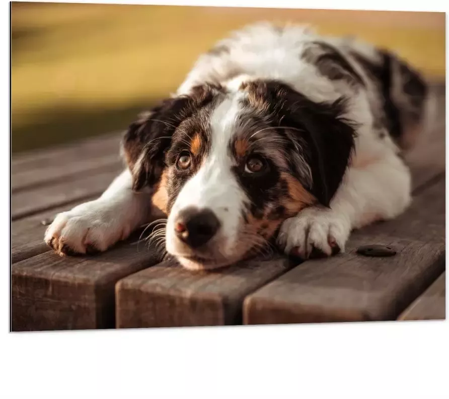 Dibond Liggende Zwart met Witte Hond op Houten Picknicktafel 100x75 cm Foto op Aluminium (Met Ophangsysteem)