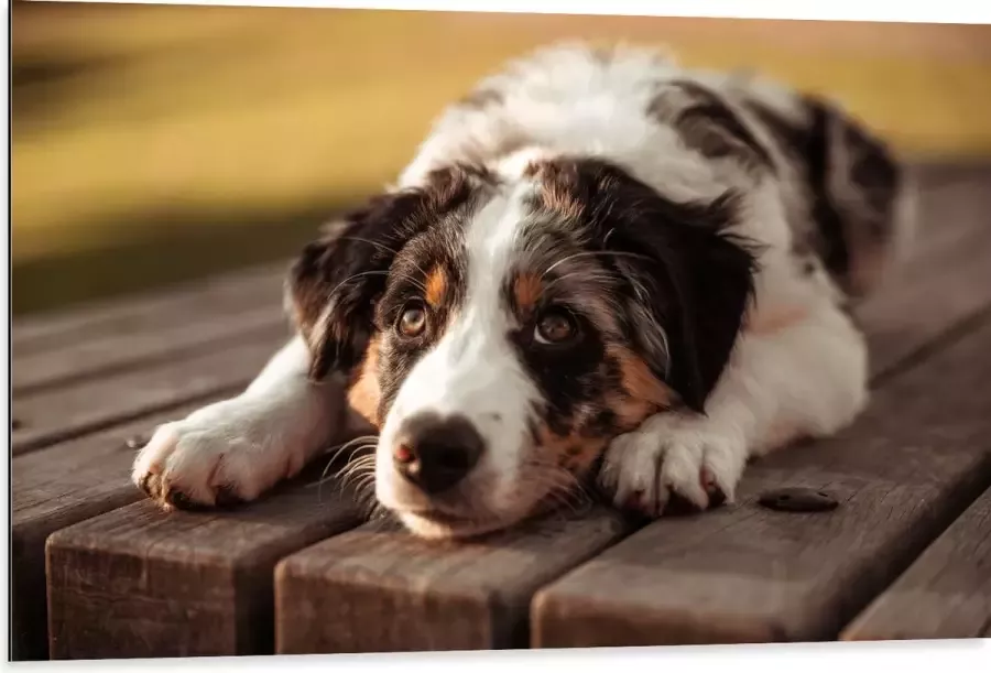 Dibond Liggende Zwart met Witte Hond op Houten Picknicktafel 105x70 cm Foto op Aluminium (Met Ophangsysteem)