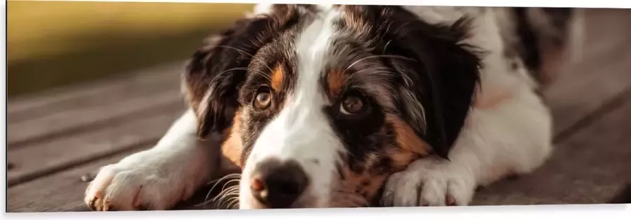 Dibond Liggende Zwart met Witte Hond op Houten Picknicktafel 120x40 cm Foto op Aluminium (Met Ophangsysteem)