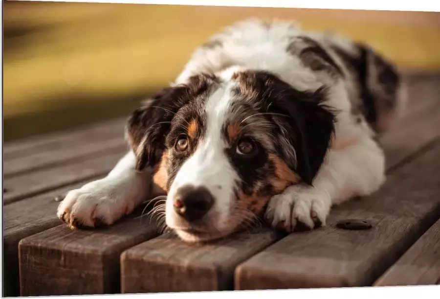 Dibond Liggende Zwart met Witte Hond op Houten Picknicktafel 120x80 cm Foto op Aluminium (Met Ophangsysteem)