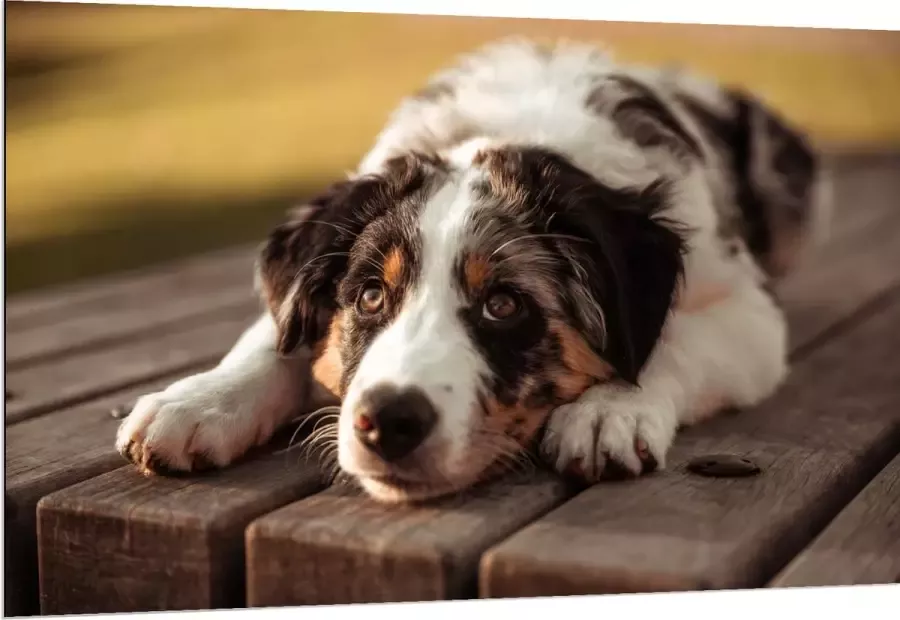 Dibond Liggende Zwart met Witte Hond op Houten Picknicktafel 150x100 cm Foto op Aluminium (Met Ophangsysteem)