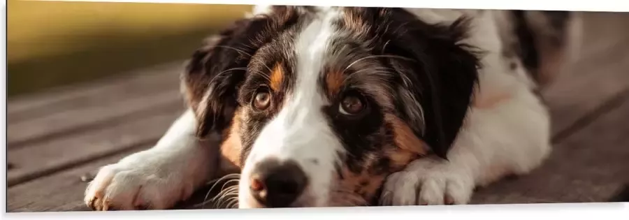 Dibond Liggende Zwart met Witte Hond op Houten Picknicktafel 150x50 cm Foto op Aluminium (Met Ophangsysteem)