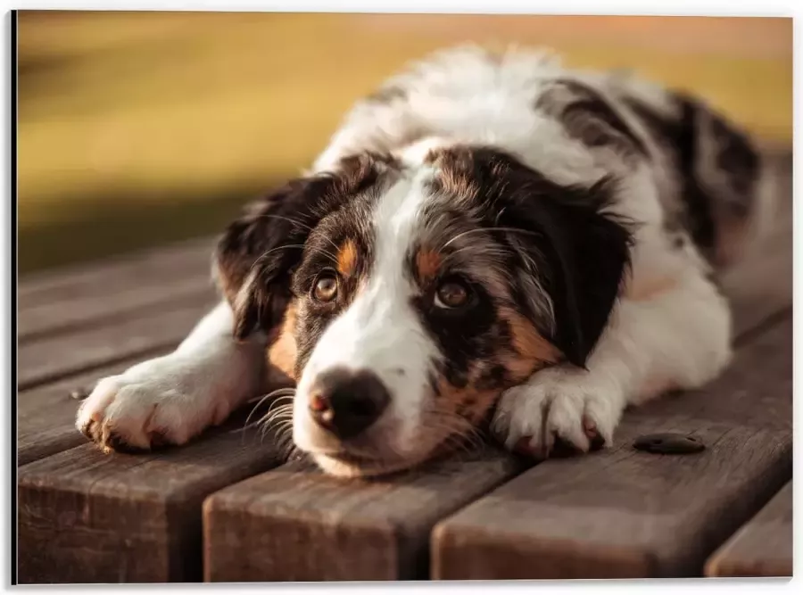 Dibond Liggende Zwart met Witte Hond op Houten Picknicktafel 40x30 cm Foto op Aluminium (Met Ophangsysteem)