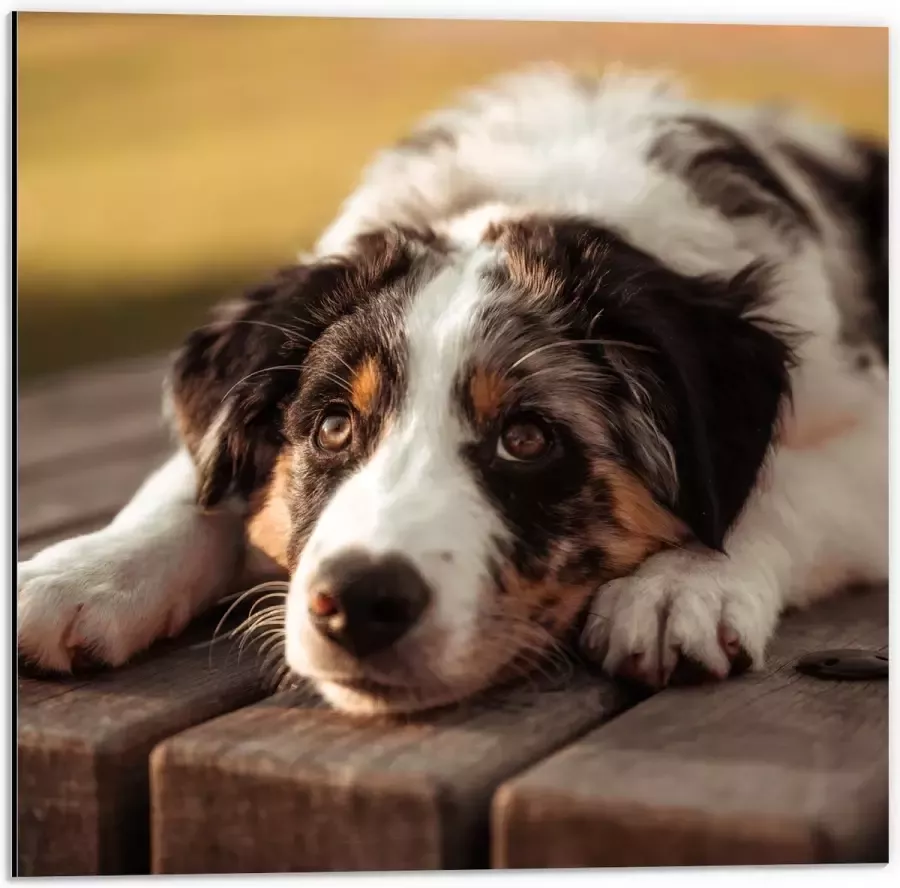 Dibond Liggende Zwart met Witte Hond op Houten Picknicktafel 50x50 cm Foto op Aluminium (Met Ophangsysteem)