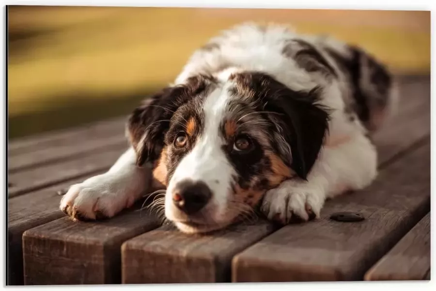 Dibond Liggende Zwart met Witte Hond op Houten Picknicktafel 60x40 cm Foto op Aluminium (Met Ophangsysteem)