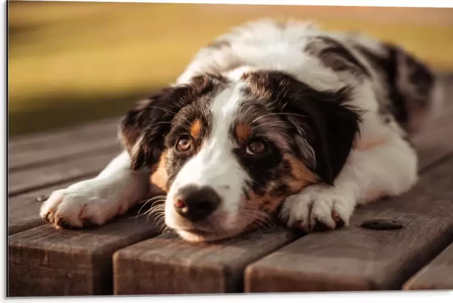 Dibond Liggende Zwart met Witte Hond op Houten Picknicktafel 75x50 cm Foto op Aluminium (Met Ophangsysteem)