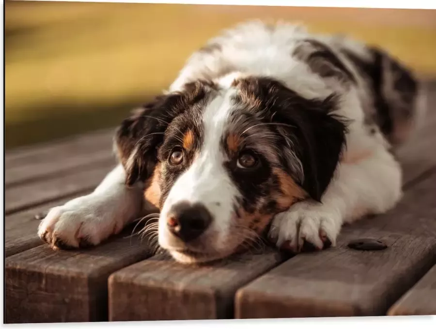 Dibond Liggende Zwart met Witte Hond op Houten Picknicktafel 80x60 cm Foto op Aluminium (Met Ophangsysteem)