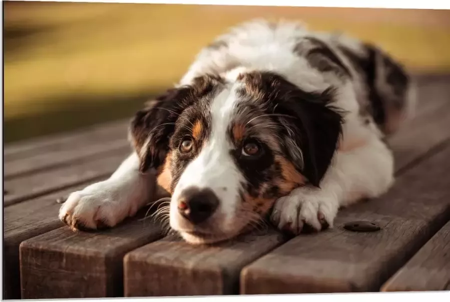 Dibond Liggende Zwart met Witte Hond op Houten Picknicktafel 90x60 cm Foto op Aluminium (Met Ophangsysteem)