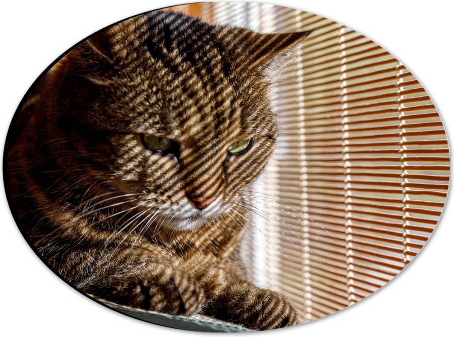 Dibond Ovaal Gestreepte kat zit op bank voort het raam 28x21 cm Foto op Ovaal (Met Ophangsysteem)