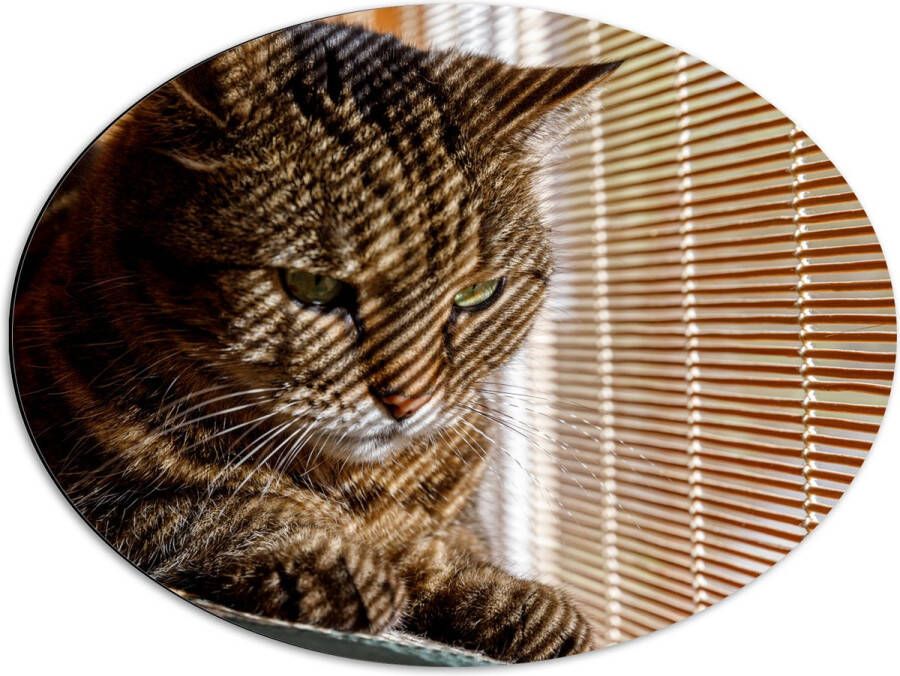 Dibond Ovaal Gestreepte kat zit op bank voort het raam 68x51 cm Foto op Ovaal (Met Ophangsysteem)