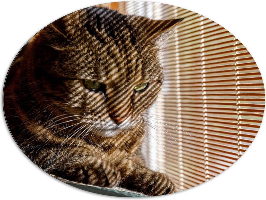 Dibond Ovaal Gestreepte kat zit op bank voort het raam 96x72 cm Foto op Ovaal (Met Ophangsysteem)