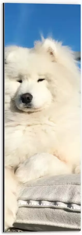 Dibond Witte Pluizige Samoyeed Hond op Bank op Balkon 20x60 cm Foto op Aluminium (Met Ophangsysteem)