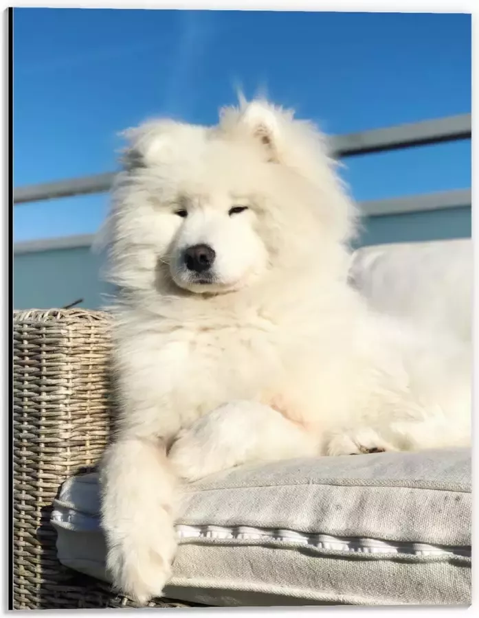 Dibond Witte Pluizige Samoyeed Hond op Bank op Balkon 30x40 cm Foto op Aluminium (Wanddecoratie van metaal)