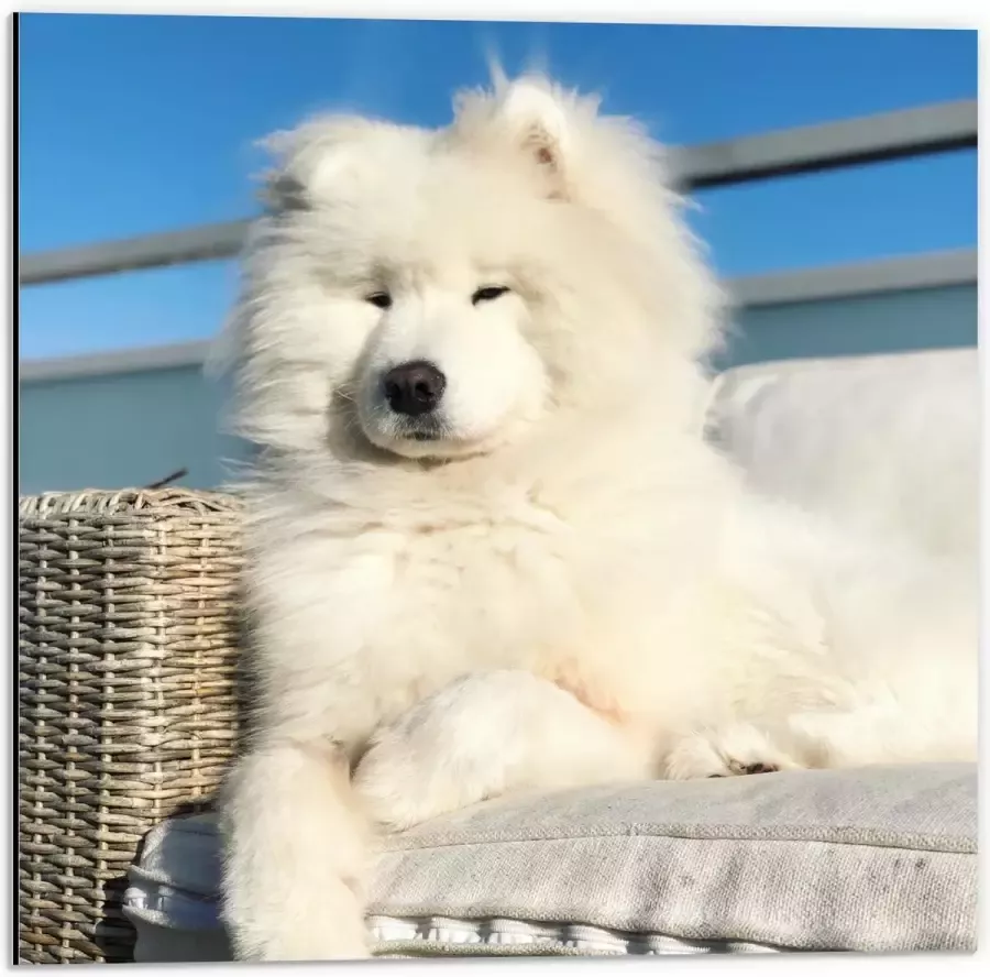 Dibond Witte Pluizige Samoyeed Hond op Bank op Balkon 50x50 cm Foto op Aluminium (Wanddecoratie van metaal)