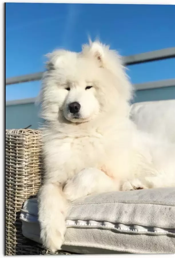 Dibond Witte Pluizige Samoyeed Hond op Bank op Balkon 50x75 cm Foto op Aluminium (Wanddecoratie van metaal)