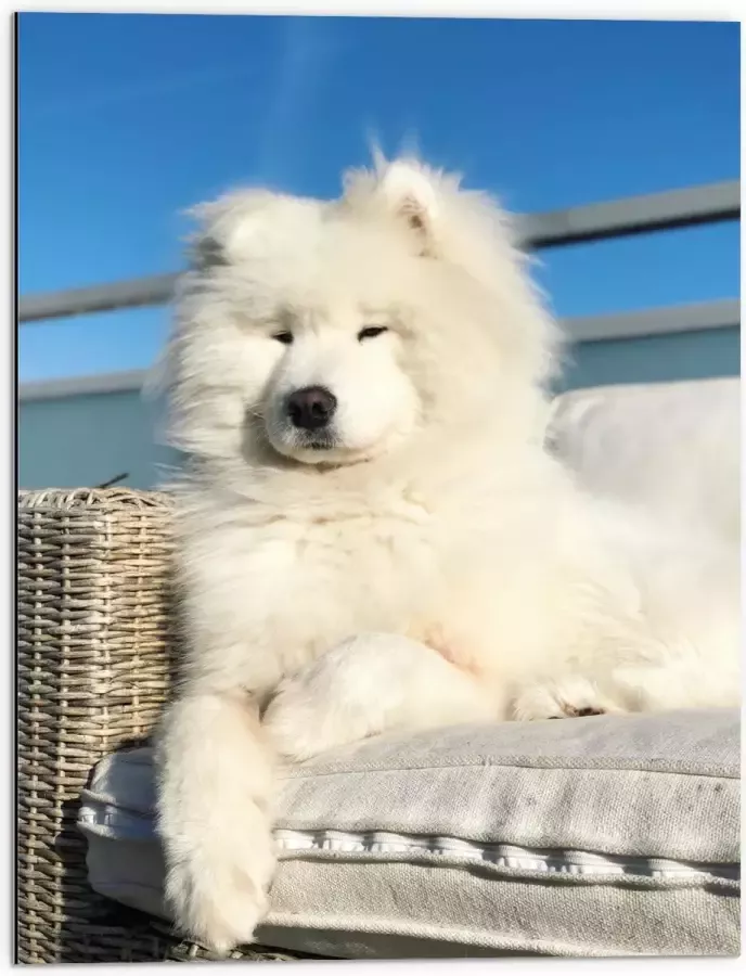 Dibond Witte Pluizige Samoyeed Hond op Bank op Balkon 60x80 cm Foto op Aluminium (Wanddecoratie van metaal)