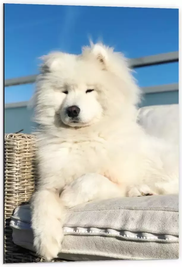 Dibond Witte Pluizige Samoyeed Hond op Bank op Balkon 60x90 cm Foto op Aluminium (Wanddecoratie van metaal)