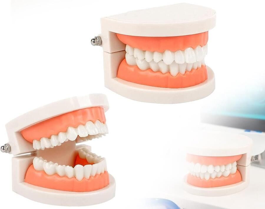 Gebitmodel standaard tandarts speelgoed tandmodel voor het leren van tanden en poetsen voor kinderen KAPSING