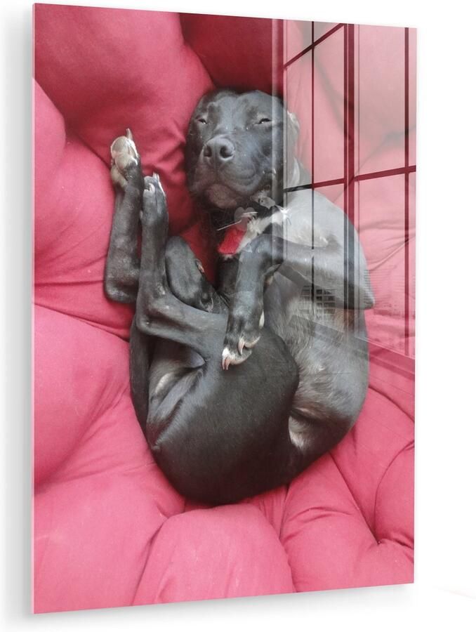 Glasschilderij 120x160 cm Schilderij acrylglas Pitbull in een rode loungestoel Foto op glas Muurdecoratie woonkamer Wanddecoratie slaapkamer Schilderijen - Foto 2