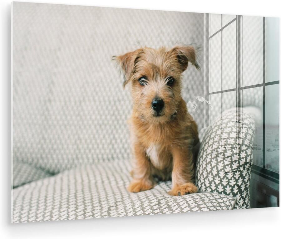 Glasschilderij 90x60 cm Schilderij acrylglas Een puppy zit op de bank Foto op glas Muurdecoratie woonkamer Wanddecoratie slaapkamer Schilderijen - Foto 3