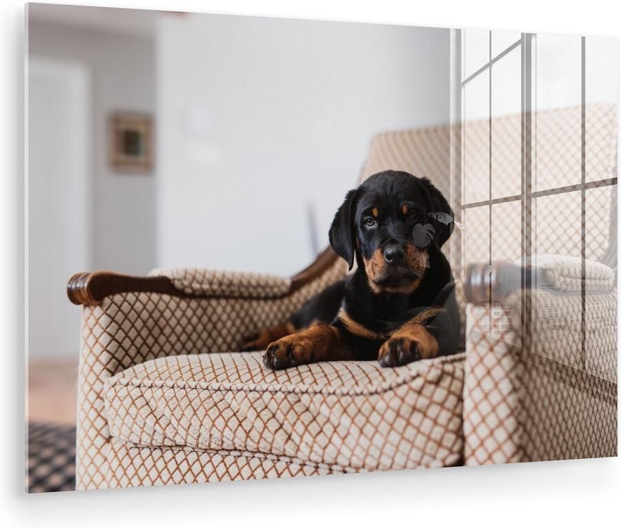 Glasschilderij 150x100 cm Schilderij acrylglas Schattige Rottweiler puppy zit op een stoel Foto op glas Muurdecoratie woonkamer Wanddecoratie slaapkamer Schilderijen - Foto 2