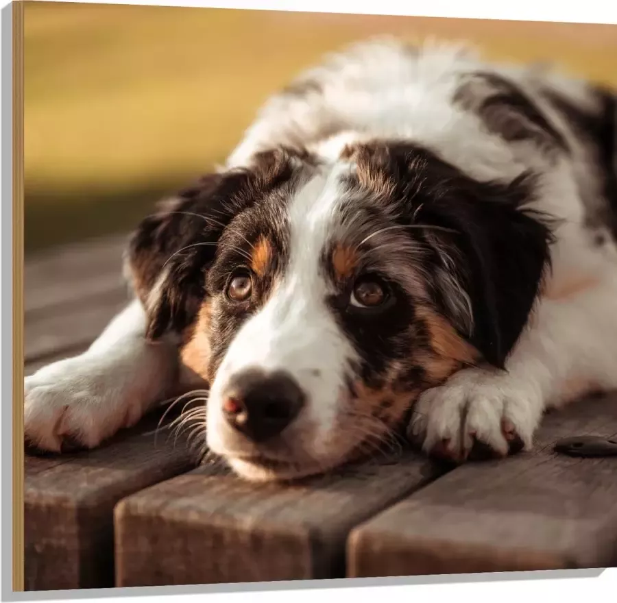 Hout Liggende Zwart met Witte Hond op Houten Picknicktafel 100x100 cm 9 mm dik Foto op Hout (Met Ophangsysteem)