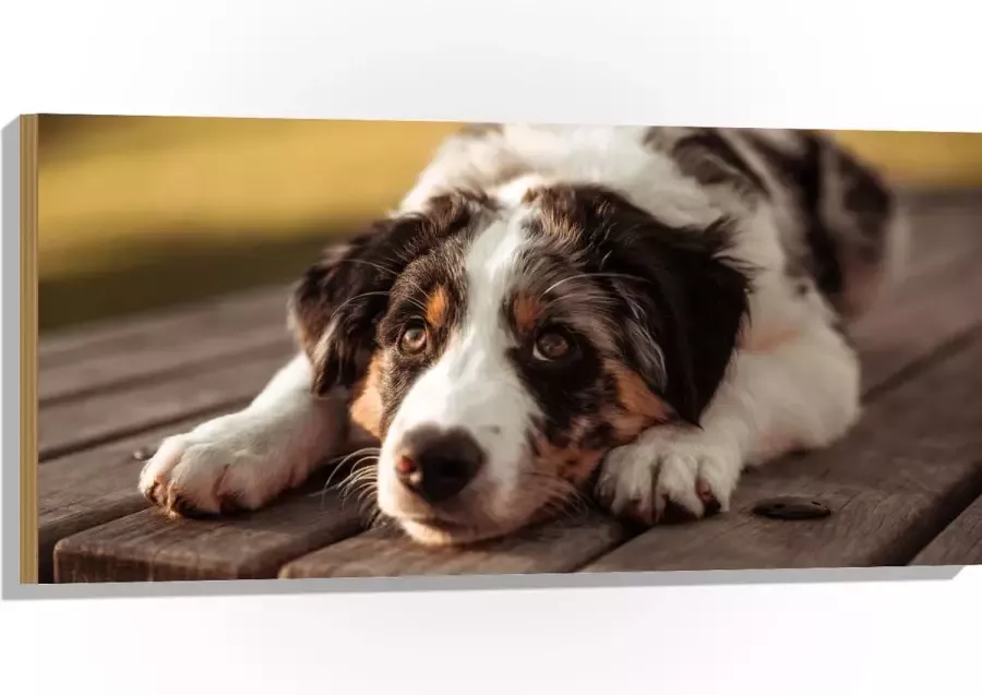 Hout Liggende Zwart met Witte Hond op Houten Picknicktafel 100x50 cm 9 mm dik Foto op Hout (Met Ophangsysteem)