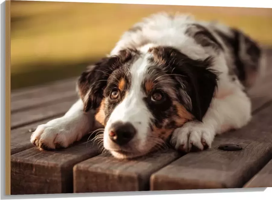Hout Liggende Zwart met Witte Hond op Houten Picknicktafel 100x75 cm 9 mm dik Foto op Hout (Met Ophangsysteem)