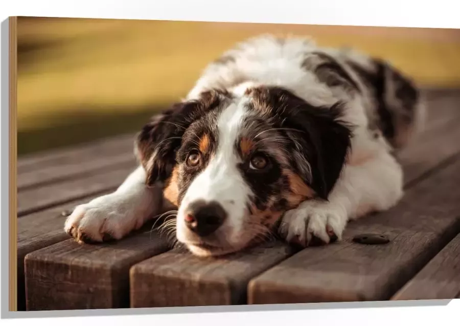 Hout Liggende Zwart met Witte Hond op Houten Picknicktafel 105x70 cm 9 mm dik Foto op Hout (Met Ophangsysteem)