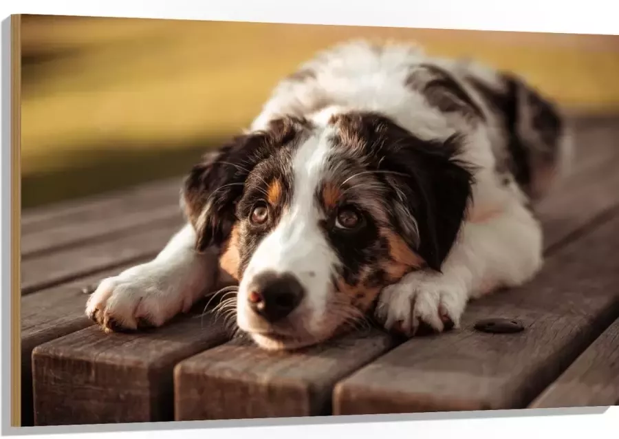 Hout Liggende Zwart met Witte Hond op Houten Picknicktafel 120x80 cm 9 mm dik Foto op Hout (Met Ophangsysteem)