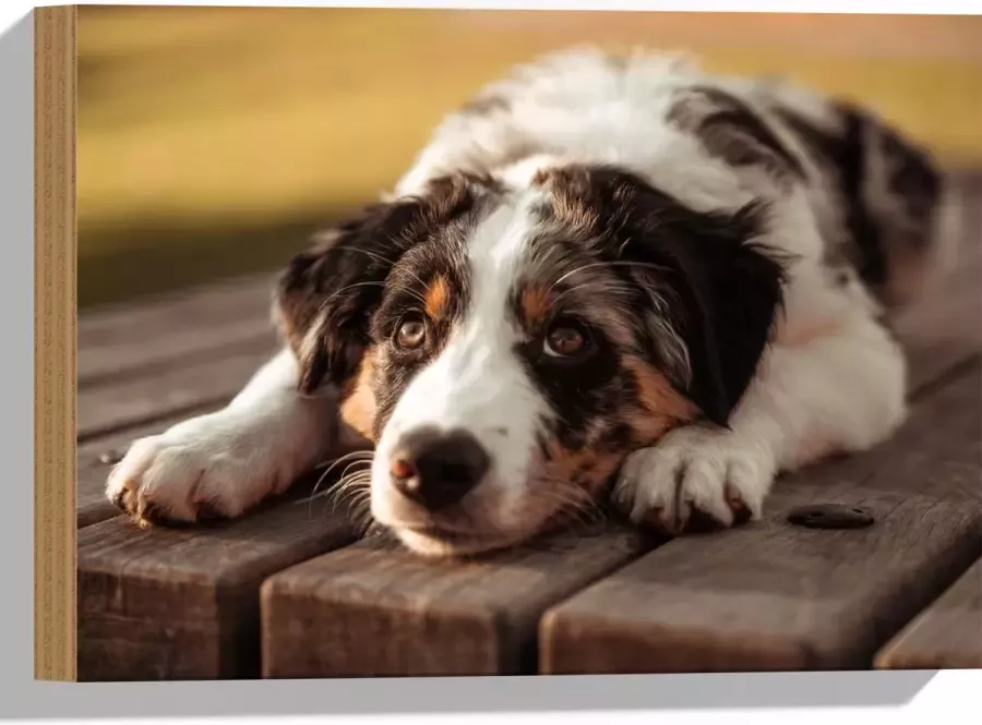 Hout Liggende Zwart met Witte Hond op Houten Picknicktafel 40x30 cm 9 mm dik Foto op Hout (Met Ophangsysteem)