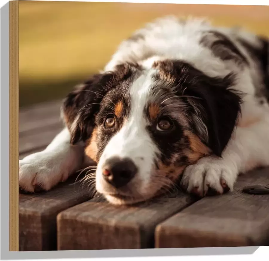 Hout Liggende Zwart met Witte Hond op Houten Picknicktafel 50x50 cm 9 mm dik Foto op Hout (Met Ophangsysteem)