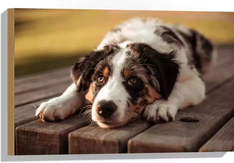 Hout Liggende Zwart met Witte Hond op Houten Picknicktafel 60x40 cm 9 mm dik Foto op Hout (Met Ophangsysteem)