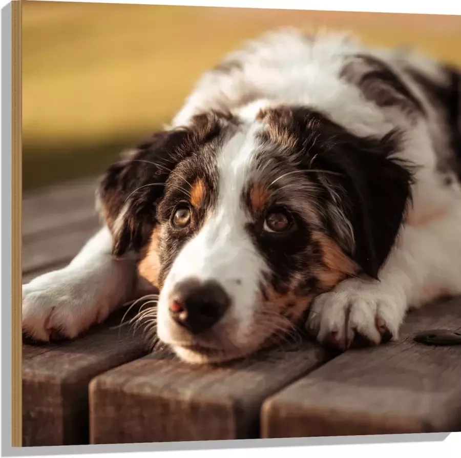 Hout Liggende Zwart met Witte Hond op Houten Picknicktafel 80x80 cm 9 mm dik Foto op Hout (Met Ophangsysteem)