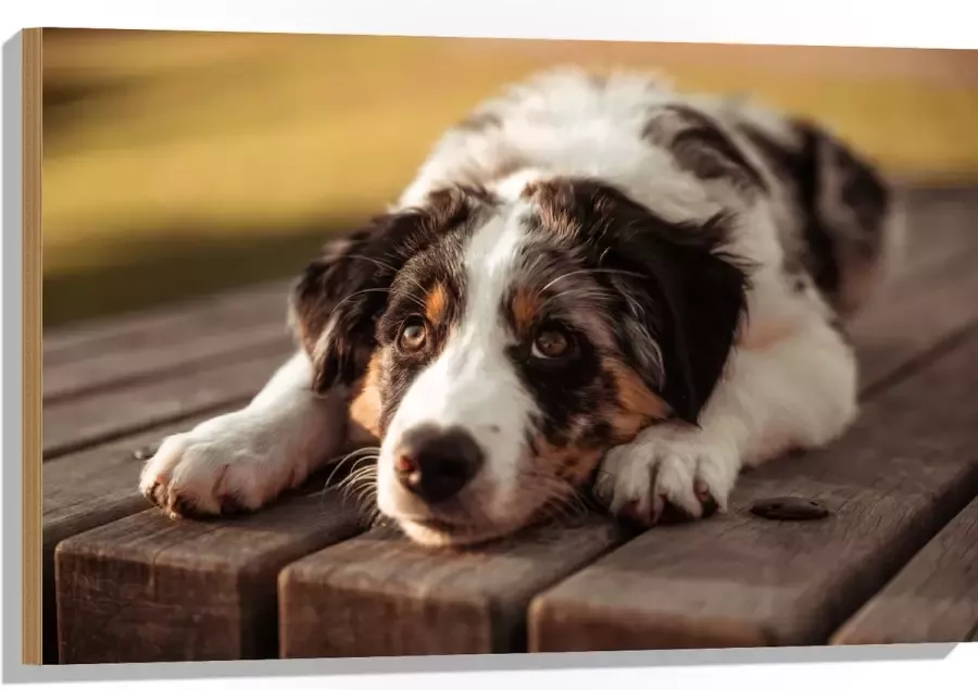 Hout Liggende Zwart met Witte Hond op Houten Picknicktafel 90x60 cm 9 mm dik Foto op Hout (Met Ophangsysteem)