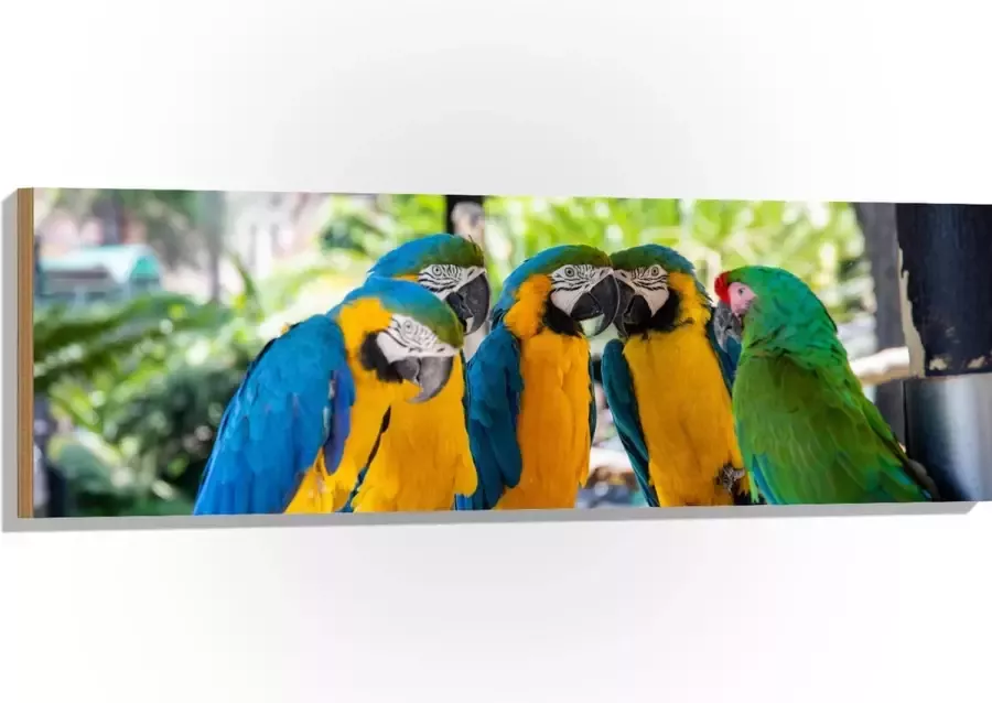 Hout Vijf Papegaaien bij Elkaar onder Rieten Parasol 120x40 cm 9 mm dik Foto op Hout (Met Ophangsysteem)
