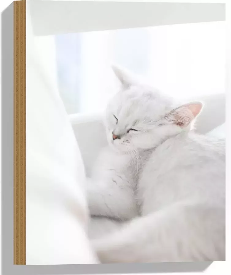 Hout Witte Kat slapend tegen Witte Bank 30x40 cm 9 mm dik Foto op Hout (Met Ophangsysteem)