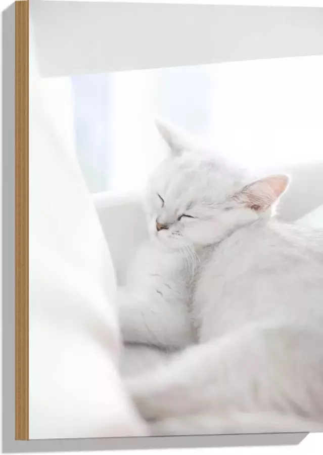Hout Witte Kat slapend tegen Witte Bank 40x60 cm 9 mm dik Foto op Hout (Met Ophangsysteem)