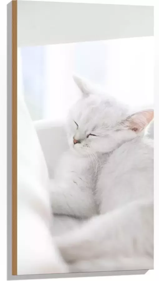 Hout Witte Kat slapend tegen Witte Bank 50x100 cm 9 mm dik Foto op Hout (Met Ophangsysteem)