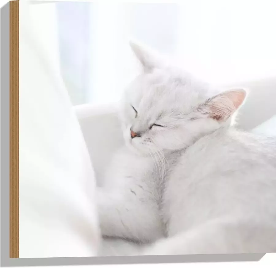 Hout Witte Kat slapend tegen Witte Bank 50x50 cm 9 mm dik Foto op Hout (Met Ophangsysteem)