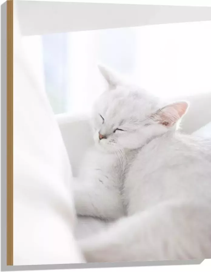 Hout Witte Kat slapend tegen Witte Bank 60x80 cm 9 mm dik Foto op Hout (Met Ophangsysteem)