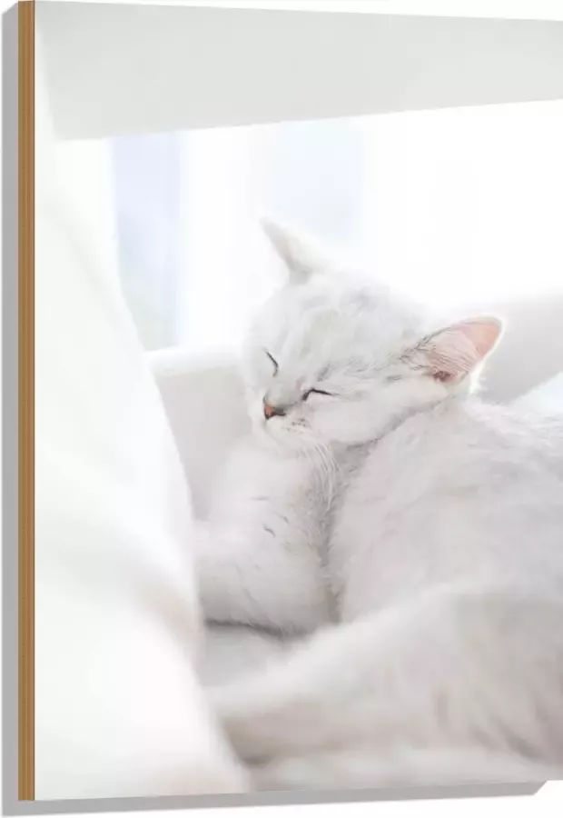Hout Witte Kat slapend tegen Witte Bank 60x90 cm 9 mm dik Foto op Hout (Met Ophangsysteem)