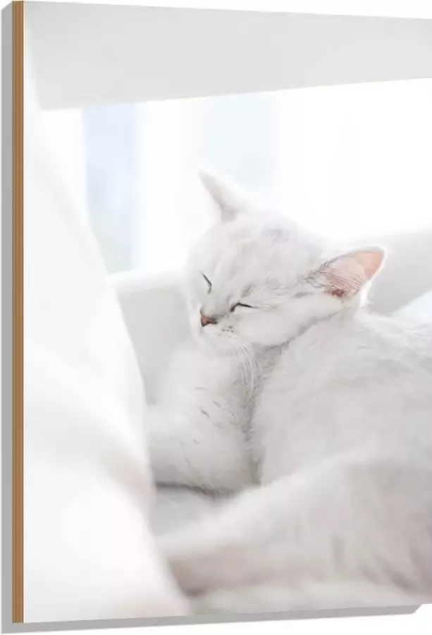 Hout Witte Kat slapend tegen Witte Bank 70x105 cm 9 mm dik Foto op Hout (Met Ophangsysteem)