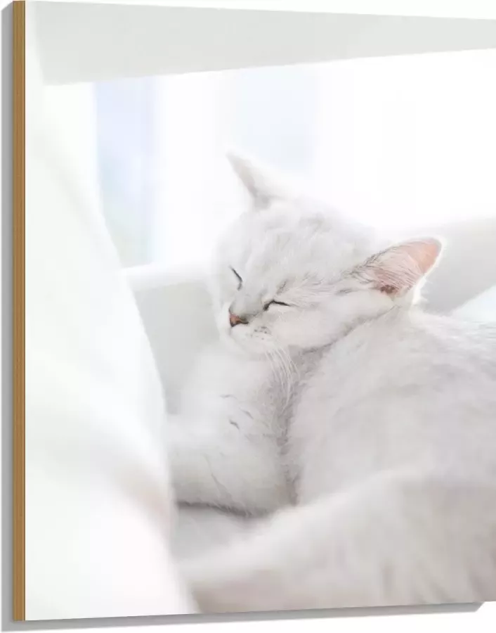 Hout Witte Kat slapend tegen Witte Bank 75x100 cm 9 mm dik Foto op Hout (Met Ophangsysteem)