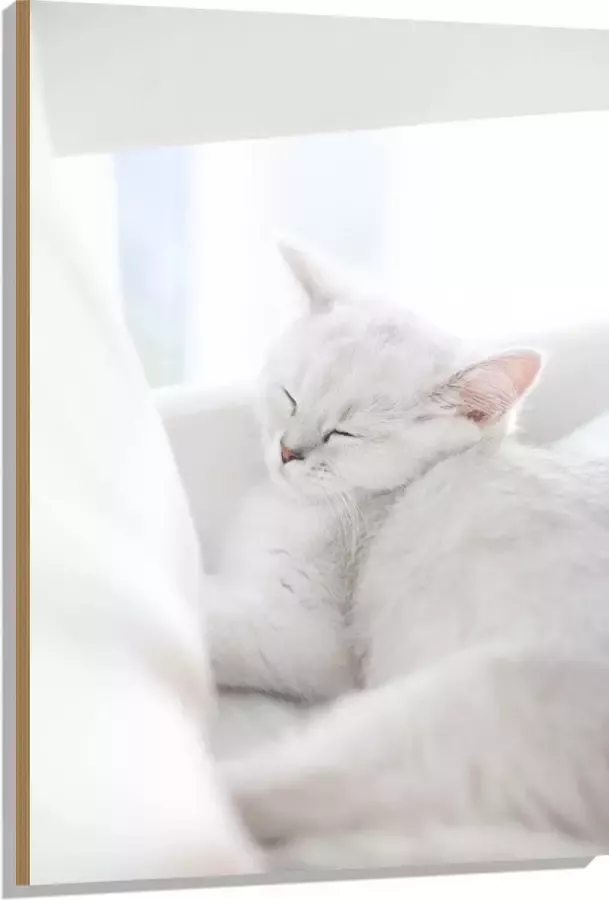 Hout Witte Kat slapend tegen Witte Bank 80x120 cm 9 mm dik Foto op Hout (Met Ophangsysteem)