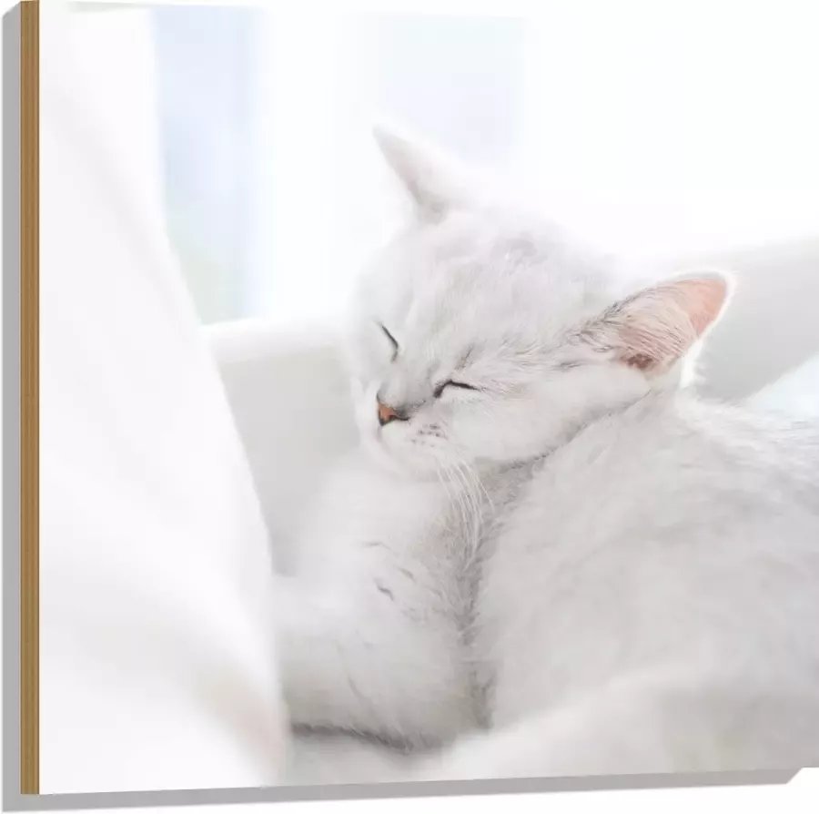 Hout Witte Kat slapend tegen Witte Bank 80x80 cm 9 mm dik Foto op Hout (Met Ophangsysteem)