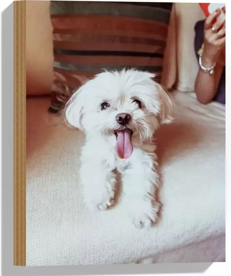 Hout Witte Malteser Hond met Uitstekende Tong op Beige Bank 30x40 cm 9 mm dik Foto op Hout (Met Ophangsysteem)