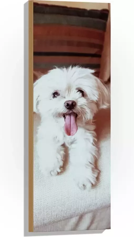 Hout Witte Malteser Hond met Uitstekende Tong op Beige Bank 30x90 cm 9 mm dik Foto op Hout (Met Ophangsysteem)