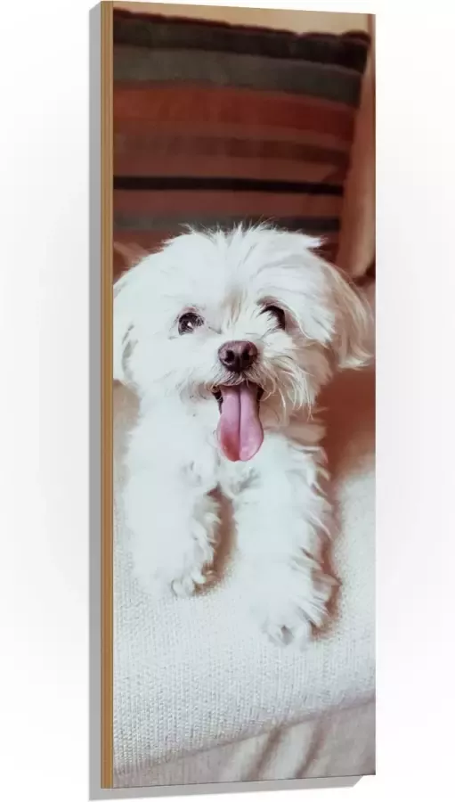 Hout Witte Malteser Hond met Uitstekende Tong op Beige Bank 40x120 cm 9 mm dik Foto op Hout (Met Ophangsysteem)